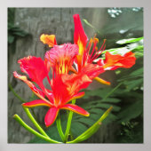 Vallarta Flaming Beauty 1583 Art Print Poster (Vorne)