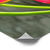 Vallarta Flaming Beauty 1583 Art Print Poster (Ecke)