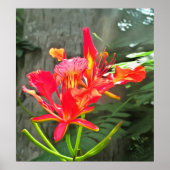 Vallarta Flaming Beauty 1583 Art Print Poster (Vorne)