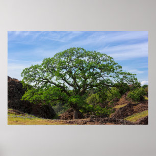 Valley Oak Tree Poster