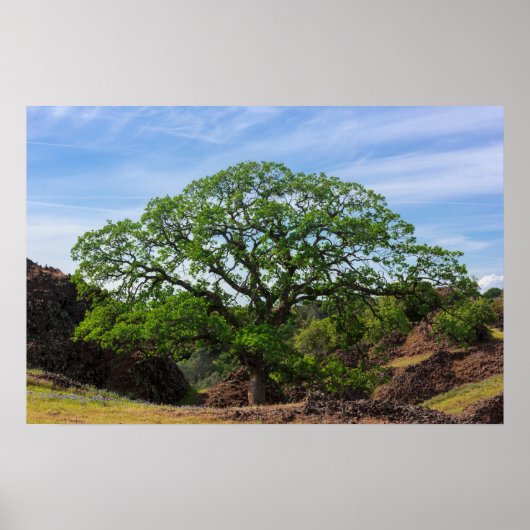 Valley Oak Tree Poster (Vorne)