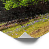 Valley Oak Tree Poster (Ecke)