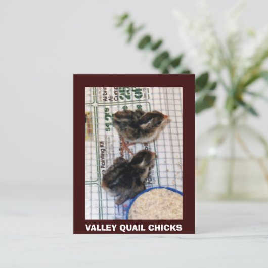 VALLEY QUAIL CHICKS POSTKARTE (Stehend Vorderseite)