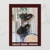 VALLEY QUAIL CHICKS POSTKARTE (Vorderseite)