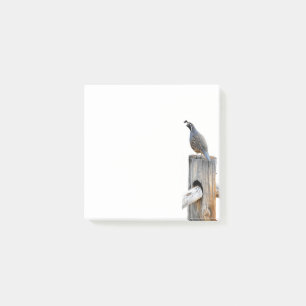 Valley Quail Foto 3x3 Postit Notes Stationery Post-it Klebezettel
