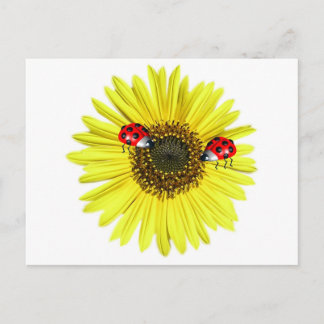 Valxart Glückliche Marienkäfer auf gelber Sonnenbl Postkarte