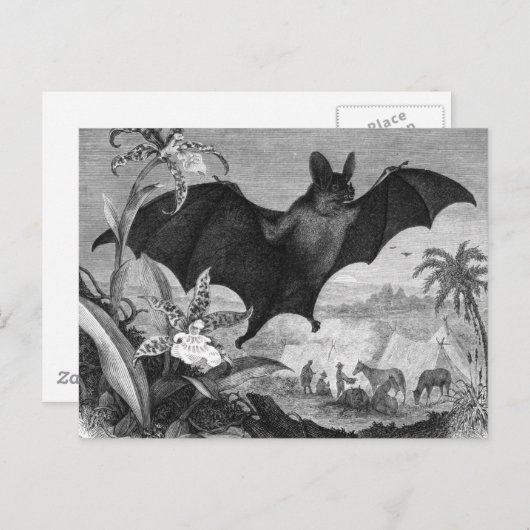 Vampire Bat Postkarte (Vorne/Hinten)