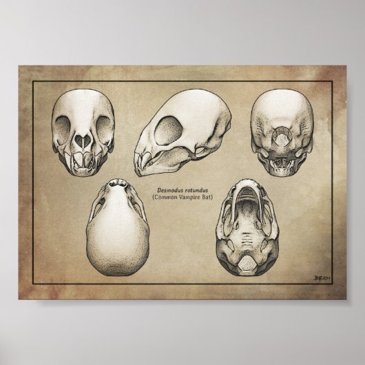 Vampire Bat Skull Poster (Vorne)