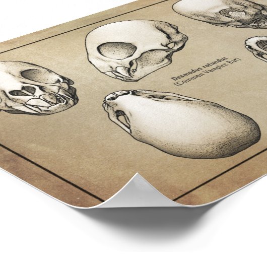 Vampire Bat Skull Poster (Ecke)