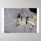 Vampire Dog Poster (Vorne)