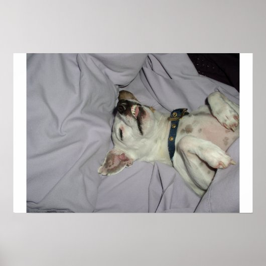 Vampire Dog Poster (Vorne)