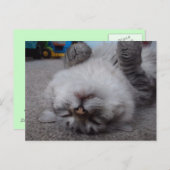 Vampire Kitty Postcard Postkarte (Vorne/Hinten)