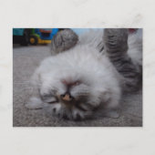 Vampire Kitty Postcard Postkarte (Vorderseite)