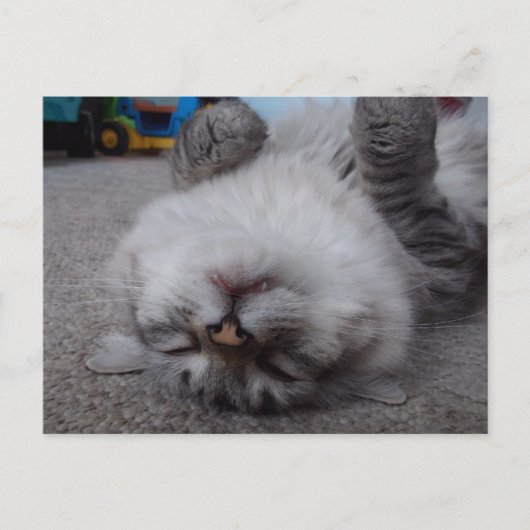 Vampire Kitty Postcard Postkarte (Vorderseite)