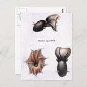Vampire Tintenfisch Postcard Postkarte (Vorne/Hinten)
