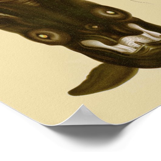 Vampire Tintenfisch Schwarzes Meer Kunstdrucken Poster (Ecke)