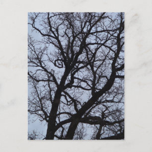Vampire Tree Postkarte