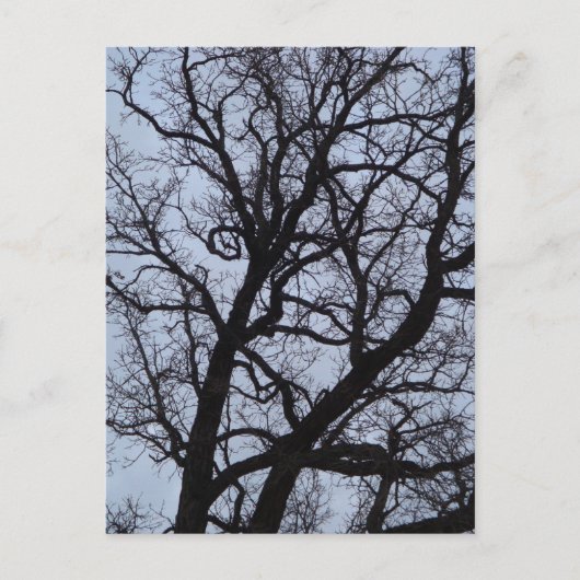 Vampire Tree Postkarte (Vorderseite)