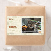 Vampirkatze lächelt (Insitu)