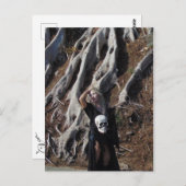 Vamplified Roots Postcard Postkarte (Vorne/Hinten)