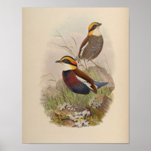 Van der Bosch's Pitta von John Gould Druck Poster