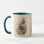 Van-der-Boschs Pitta von John Gould Tasse (Links)