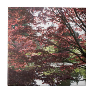 Van Dusen Garten, Japanischer Ahorn Fliese