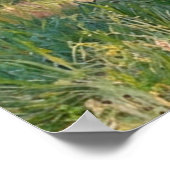 Van Gogh Blossoming Apricot Trees Poster (Ecke)