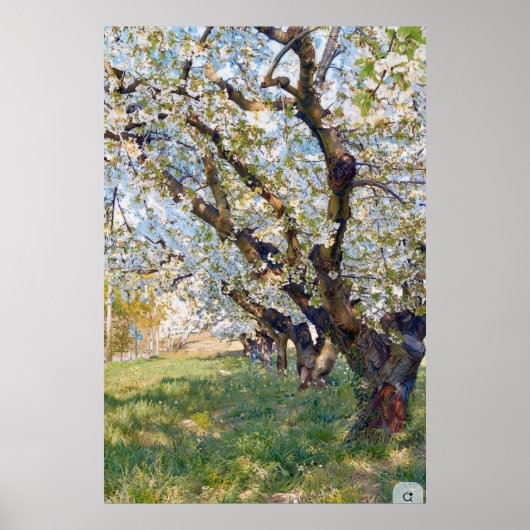 Van Gogh blühende Aprikosenbäume Poster (Vorne)