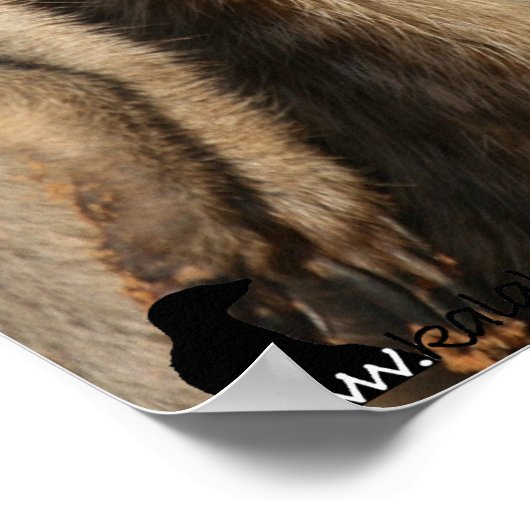 Van Helsing meerkats Poster (Ecke)