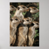 Van Helsing meerkats Poster (Vorne)