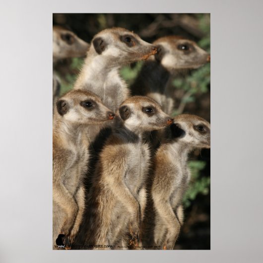 Van Helsing meerkats Poster (Vorne)