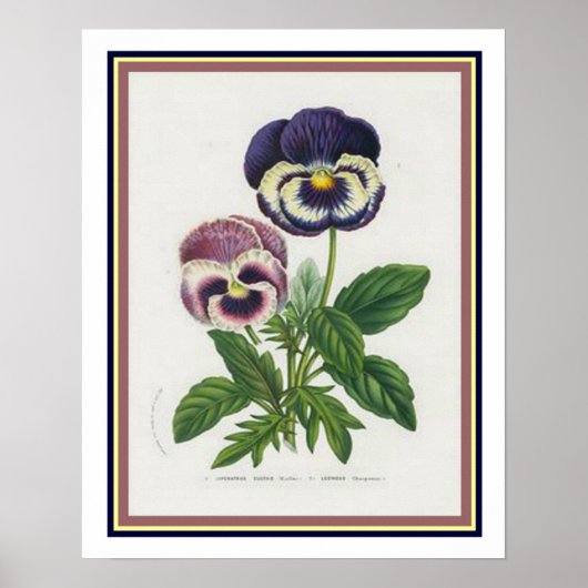 Van Houtte 1845 Botanischer "Stiefmütterchen" Druc Poster (Vorne)