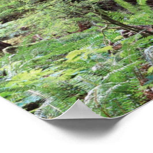 Vancouver Island, MacMillan Provincial Park 1 Poster (Ecke)