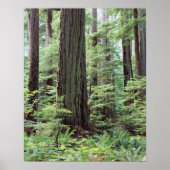 Vancouver Island, MacMillan Provincial Park 1 Poster (Vorne)