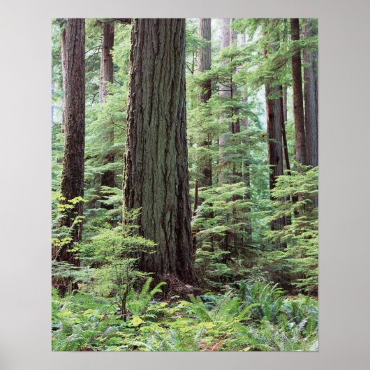 Vancouver Island, MacMillan Provincial Park 1 Poster (Vorne)