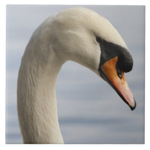 Vancouver, Stanley Park, Mute Swan (Cygnus olor) 2 Fliese