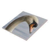 Vancouver, Stanley Park, Mute Swan (Cygnus olor) 2 Fliese (Seite)