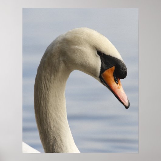 Vancouver, Stanley Park, Mute Swan (Cygnus olor) 2 Poster (Vorne)