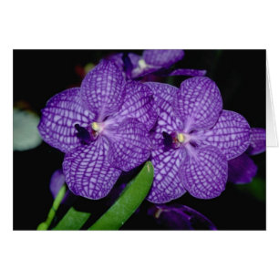 Vanda-Blumen
