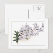 Vanda coerulea postkarte (Vorne/Hinten)