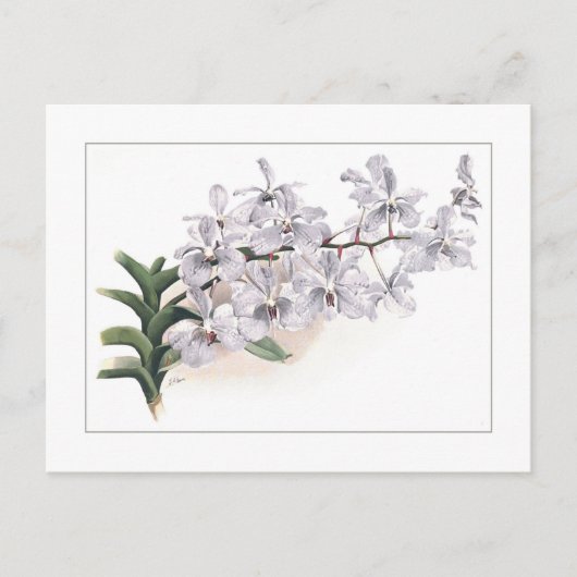 Vanda coerulea postkarte (Vorderseite)