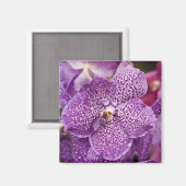 Vanda Orchid Magnet (Vorderseite/Rückseite)