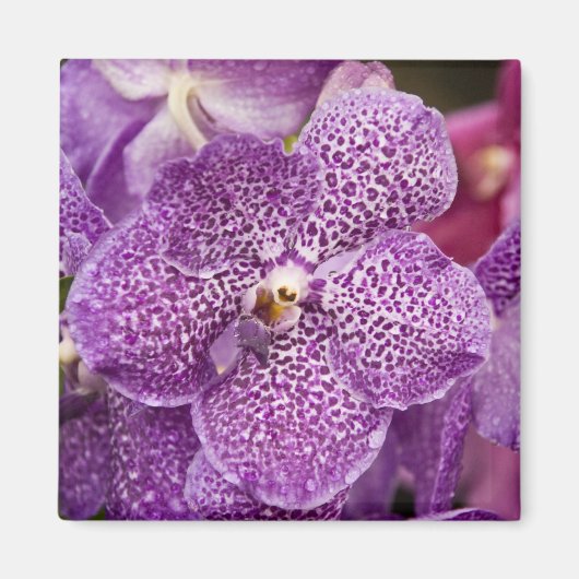 Vanda Orchid Magnet (Vorne)