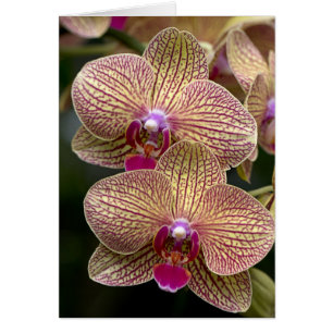Vanda-Orchideen-leere Karte