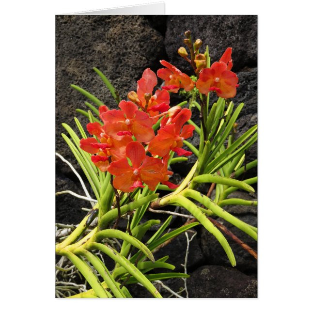 Vanda Orchids (Vorne)