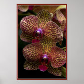 Vanda Orchids Poster (Vorne)