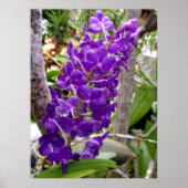 Vanda Orchids Poster (Vorne)