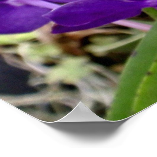 Vanda Orchids Poster (Ecke)