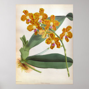 Vanda Parishii Orange Vintag Lindenia Orchid Poster